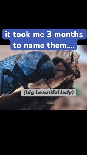 The Beetles Have Names Now 🫐 #bug #beetle #invertebrate