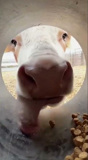 Cow Eating from Inside the Bowl