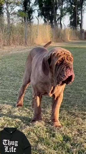 Rox2086 (@thug.for.life.2086)’s videos with original sound - Rox2086