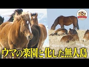 [Very Rare Footage] Why is there an uninhabited island in Hokkaido ruled by wild horses? Special ...
