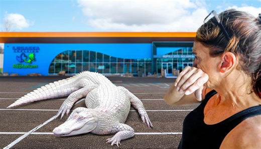 Inside the 100-reptile transfer - handling, labeling, and controlled chaos