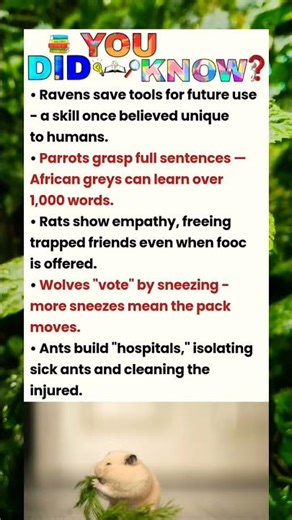 Ravens save tools for future use