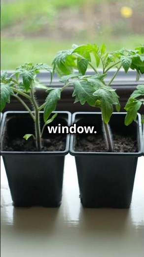 How to Start a Small Indoor Herb Garden