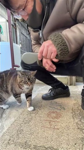 空飛ぶネコ姫❣️やっぱりこのシーン今日イチ【ライブ ハイライト】 #子ネコ #癒し #好きな子猫