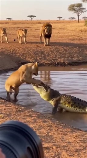 Lion vs Crocodile A Terrifying Encounter Watch the Epic Battle Unfold #wildlife #nature #predators