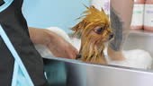 Pet Groomer Giving a Pomeranian Dog With Alopecia X a Healthy Bath...