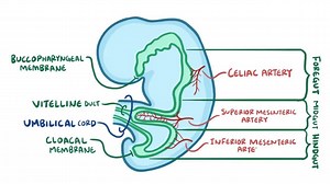 Video: Development of the gastrointestinal system - Video Explanation! | Osmosis | Osmosis