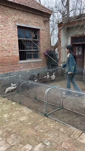 Crazy Duck Trap Setup 🦆😲 | Village Farming Hack Gone Viral!#DuckFarm #VillageLife #AnimalShorts