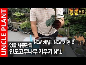 Growing Indian Rubber Trees 🌿 Rubber Tree Propagation Rubber Tree Cuttings 🌳 Rubber Tree Care Fic...