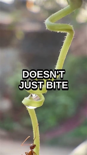 The Ant That Launches Itself Like a Rocket