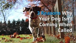 1.6K reactions · 1.4K shares | Is it a constant struggle to get your dog to listen without relying on bribery or resorting to punishment?臘‍♀️ Then check out this FREE training where you'll discover the WEIRD technique that will teach your dog how to listen in 15 minutes⏳ Get it here >>> https://offer.thedogtrainingsecret.com/lp2 | TheDogTrainingSecret.com | Facebook