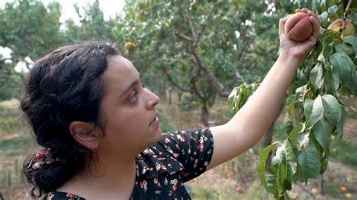 B.C.'s farmers lost $457M in 2024, the most in Canada