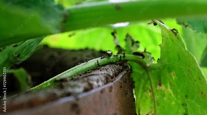 Flying ants colony wedding day. Insects busy crawling migration intensive. A new queens and male ants with spreaded wings mating as beneficial insect for reproduction. Farm and garden plant pests