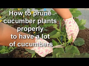 Pruning Cucumber Plants properly to have a lot of cucumbers | Alexa's Garden