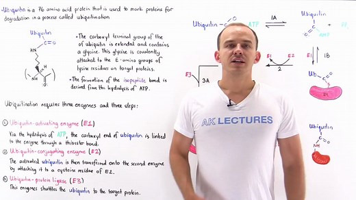蛋白质泛素化-Ubiquitination of Proteins