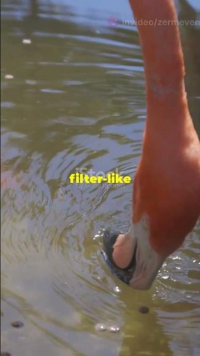 Why Flamingos Eat Upside Down!