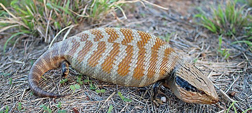 What Do Blue Tongue Skinks Eat in the Wild?