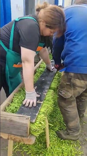 Fern stem pruning process