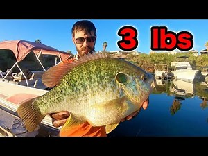 Fishing for 3 POUND SUNFISH!!