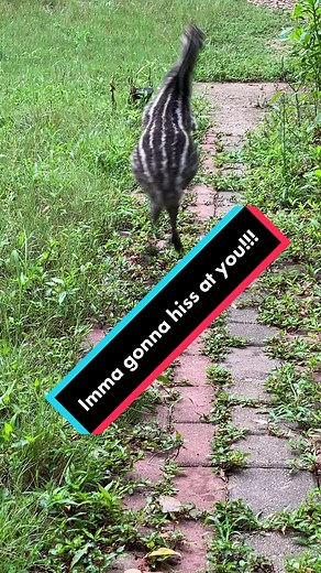 Funny Emu Hissing Compilation