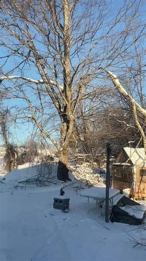 Bunny cage saved by the hand of God. #bunny#fyp#bunny cage#tree branch