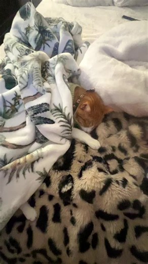 Monica Meza 🫶💋🌷 (@monica_story)’s videos with sonido original - chicomilkc_msc