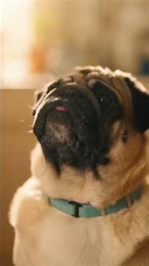 “The Happy Growl” 🐾✨ #dog #pug #mypug #funny #speakpug #puppy