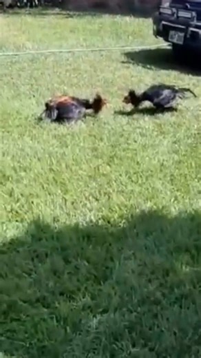 Peruvian red and ajesico claim who owns the green yard area as every new day meet up with a clips. #gamefowlbreeder #gamefowllife #winterfashioninspo #peruvian #Grey #breeders #breeding #carmelo #WinterAdventures #stag #peruvians #rooster #sparring #sparringday #sparringsession @topfans | Cindy Peruvian farm | Facebook