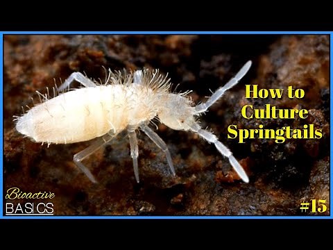 Easy Way to Get Lots of Springtails - Culturing Springtails | Bioactive Basics #15