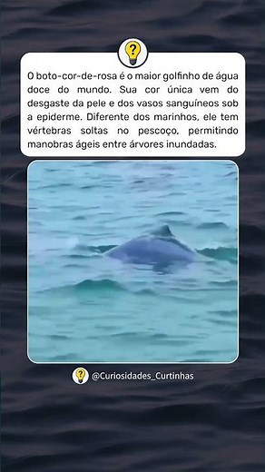 O segredo da cor do boto cor de rosa #curiosidades