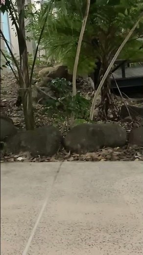 Possum running