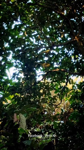 Beautiful Lutino Ringneck Parakeets 🧡 | Pets Kr