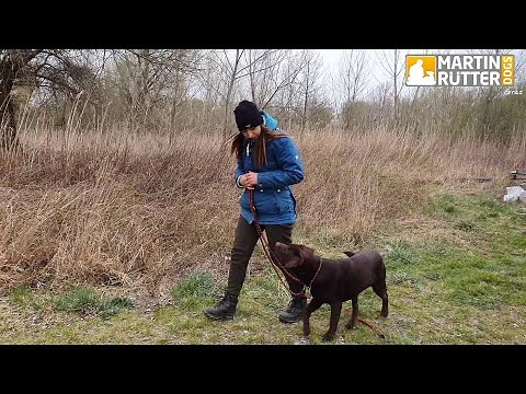Hundetraining | Leinenführigkeit | "Schade" – Übung