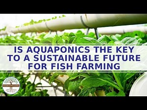 Aquaponics the Key to a Sustainable Future for Fish Farming - Global Food shortage
