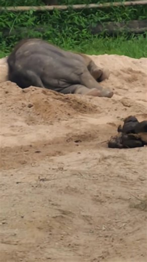 Baby Elephant Falls Asleep In The Sand After A Fun Play! 🥰 #babyelephant #elephant #shorts
