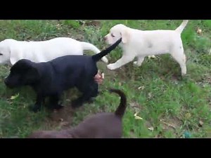 Labrador Retriever Puppies For Sale