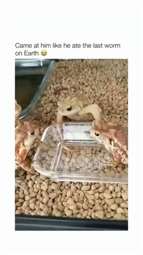~ Sarcasm on Instagram: "This video is a meme that combines a real-life video of toads with a dramatic animation. --- Part 1: Real-Life Clip (0:00-0:11) The first part shows four toads in a terrarium with light-colored gravel. Three toads with reddish-brown and white patterned skin are gathered around a small, clear feeding dish. A single, pale yellow toad stands centered over the dish, with the other three appearing to stare at it intently. The text overlay reads: "Came at him like he ate the l