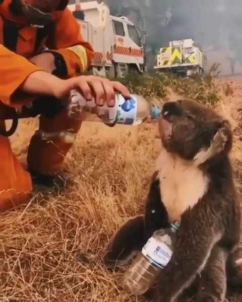 Pray for Koalas During Australia’s Devastating Wildfires
