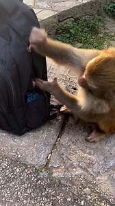 10K views · 251 reactions | Amazing Smart Monkey Open Backpack Search For Food | TV Monkey | Facebook