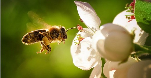Bee Lifespan: How Long Do Bees Live?