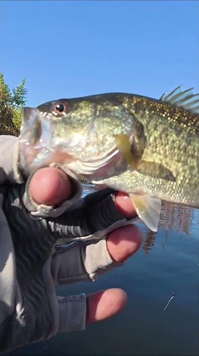 2 of 4 fish. 10.6.25 #lakeperris #lakeperrisfishing #zmanfishingproducts #bassfishing #fishinglife