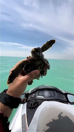 Man Rescues a Tiny Sea Turtle Covered in Marine Creatures😍❤️