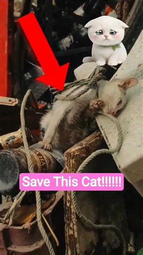 He Was Losing Hope... Until We Found Him