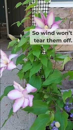 How Clematis Hold On in Spring Wind (On a Post)