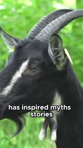 Goats Climbing Trees: Moroccan Goats in Argan Trees Explained #GoatFacts #Shorts #Viral