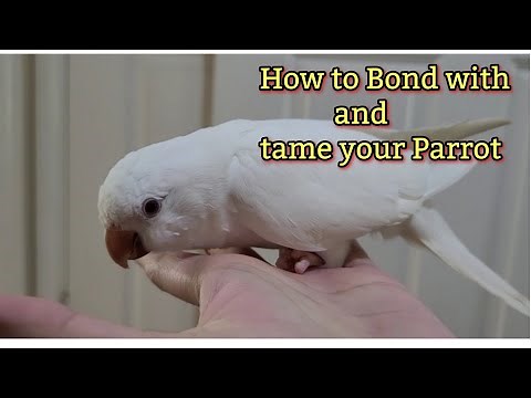 How to tame your Quaker Parrot |Monkparakeet |Gaining the Trust of your bird🦜