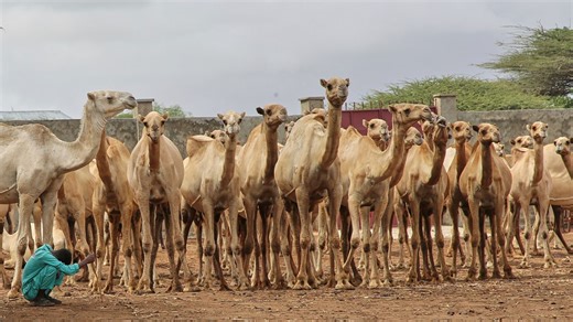 Video. Camel dairies signal change in Somalia’s livestock economy