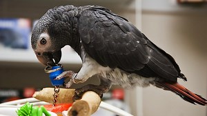 Watch Different Types of Parrots on Amazon Live