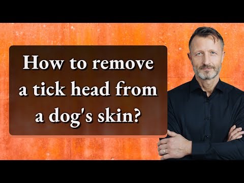 How to remove a tick head from a dog's skin?