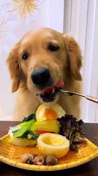 Eating the happiest moment of each day #Puppy foodie #Goldendoodle #Dogs' meal combination